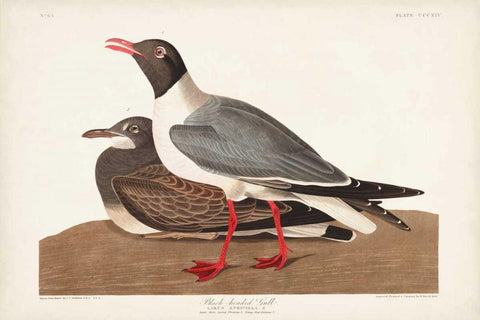 Pl 314 Black-headed Gull Black Ornate Wood Framed Art Print with Double Matting by Audubon, John James