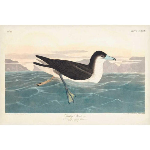 Pl 299 Dusky Petrel Gold Ornate Wood Framed Art Print with Double Matting by Audubon, John James