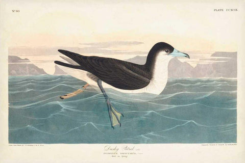 Pl 299 Dusky Petrel White Modern Wood Framed Art Print with Double Matting by Audubon, John James