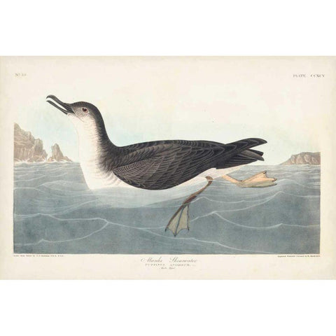 Pl 295 Manks Shearwater White Modern Wood Framed Art Print by Audubon, John James