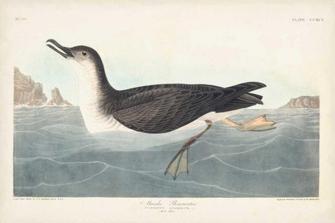 Pl 295 Manks Shearwater Black Ornate Wood Framed Art Print with Double Matting by Audubon, John James