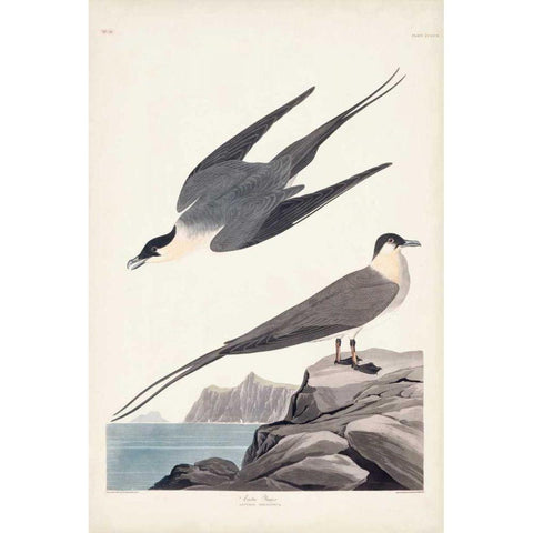 Pl 267 Artic Yager Gold Ornate Wood Framed Art Print with Double Matting by Audubon, John James