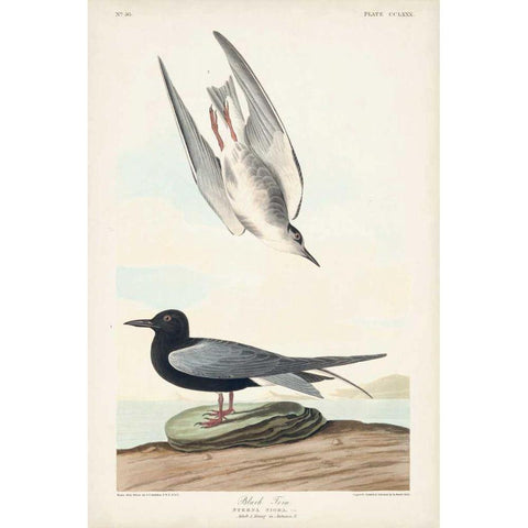 Pl 280 Black Tern Gold Ornate Wood Framed Art Print with Double Matting by Audubon, John James