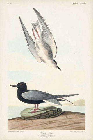 Pl 280 Black Tern Black Ornate Wood Framed Art Print with Double Matting by Audubon, John James