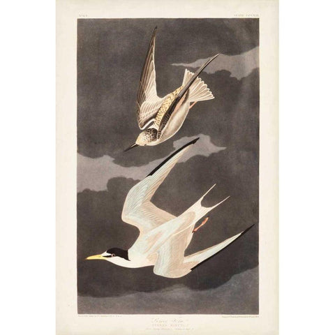 Pl 319 Lesser Tern Black Modern Wood Framed Art Print with Double Matting by Audubon, John James