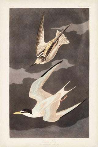 Pl 319 Lesser Tern Black Ornate Wood Framed Art Print with Double Matting by Audubon, John James