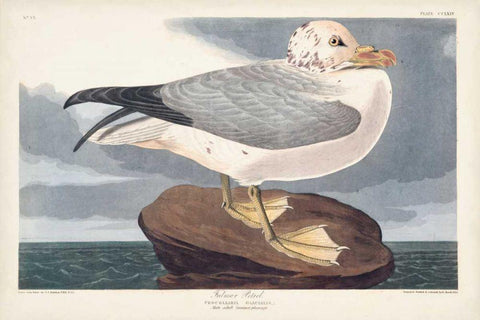 Pl 264 Fulmar Petral Black Ornate Wood Framed Art Print with Double Matting by Audubon, John James