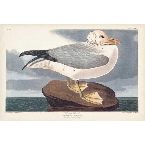 Pl 264 Fulmar Petral Gold Ornate Wood Framed Art Print with Double Matting by Audubon, John James