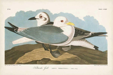 Pl 224 Kittiwake Gull Black Ornate Wood Framed Art Print with Double Matting by Audubon, John James