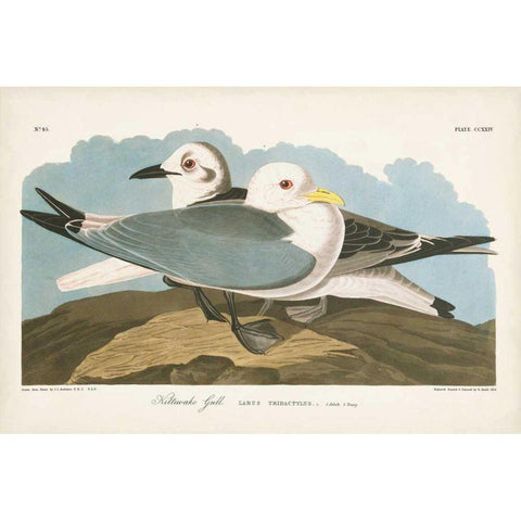 Pl 224 Kittiwake Gull Gold Ornate Wood Framed Art Print with Double Matting by Audubon, John James