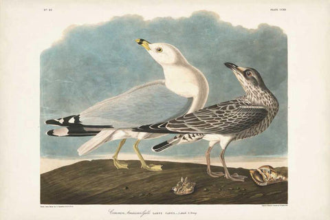 Pl 212 Common American Gull White Modern Wood Framed Art Print with Double Matting by Audubon, John James