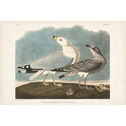 Pl 212 Common American Gull Gold Ornate Wood Framed Art Print with Double Matting by Audubon, John James