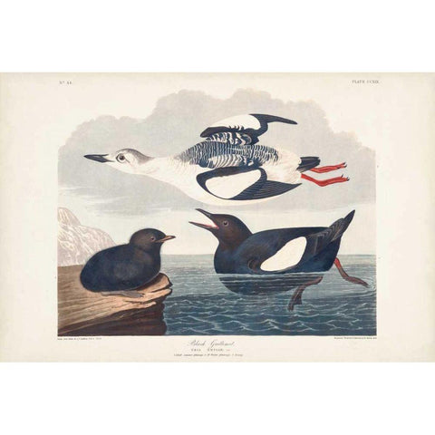 Pl 219 Black Gillemot Black Modern Wood Framed Art Print with Double Matting by Audubon, John James