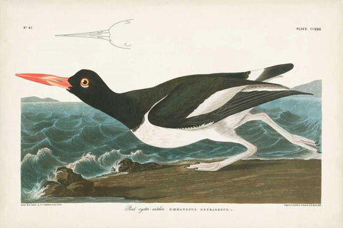 Pl 223 Pied Oyster Catcher Black Ornate Wood Framed Art Print with Double Matting by Audubon, John James