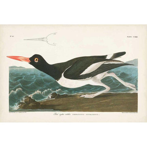 Pl 223 Pied Oyster Catcher White Modern Wood Framed Art Print by Audubon, John James