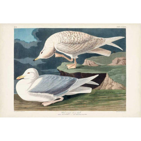 Pl 282 White-winged Silvery Gull Black Modern Wood Framed Art Print with Double Matting by Audubon, John James