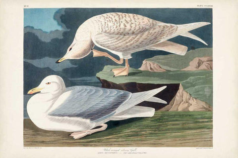 Pl 282 White-winged Silvery Gull Black Ornate Wood Framed Art Print with Double Matting by Audubon, John James