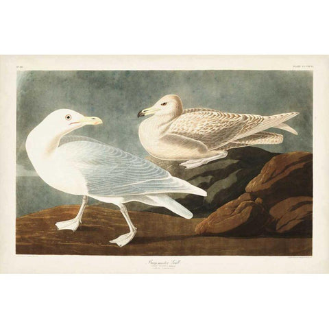 Pl 396 Burgomaster Gull White Modern Wood Framed Art Print by Audubon, John James