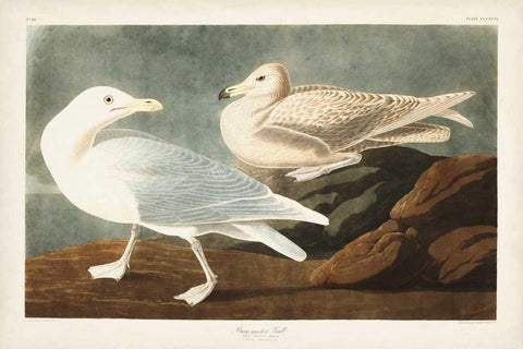 Pl 396 Burgomaster Gull Black Ornate Wood Framed Art Print with Double Matting by Audubon, John James