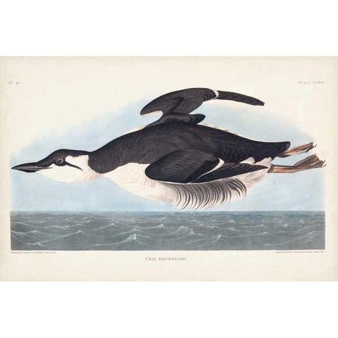 Pl 245 Uria Brunnichi Black Modern Wood Framed Art Print with Double Matting by Audubon, John James