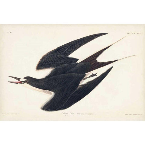 Pl 235 Sooty Tern Black Modern Wood Framed Art Print with Double Matting by Audubon, John James