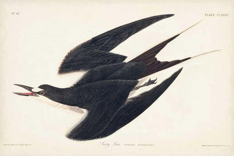 Pl 235 Sooty Tern Black Ornate Wood Framed Art Print with Double Matting by Audubon, John James