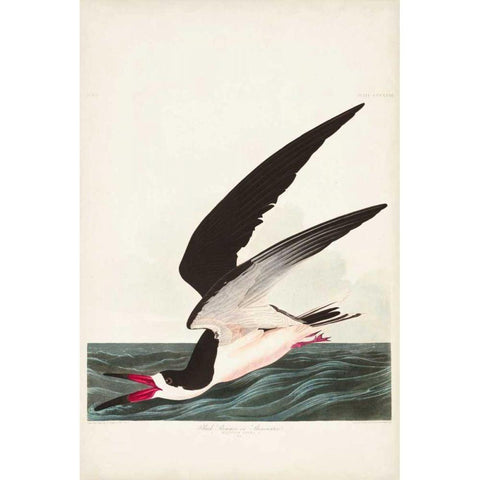 Pl 323 Black Skimmer or Shearwater Black Modern Wood Framed Art Print with Double Matting by Audubon, John James