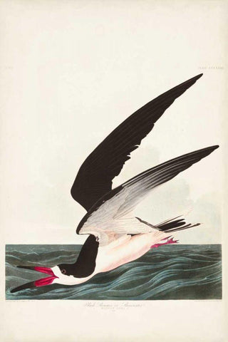 Pl 323 Black Skimmer or Shearwater White Modern Wood Framed Art Print with Double Matting by Audubon, John James