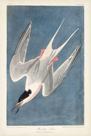 Pl 240 Roseate Tern Black Ornate Wood Framed Art Print with Double Matting by Audubon, John James