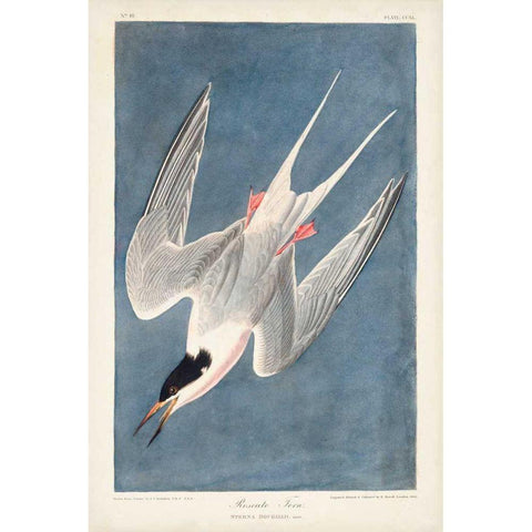 Pl 240 Roseate Tern White Modern Wood Framed Art Print by Audubon, John James