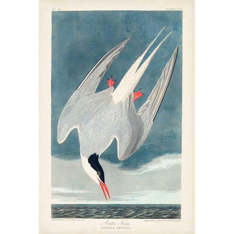 Pl 250 Artic Tern White Modern Wood Framed Art Print by Audubon, John James