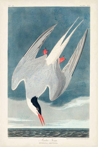 Pl 250 Artic Tern White Modern Wood Framed Art Print with Double Matting by Audubon, John James