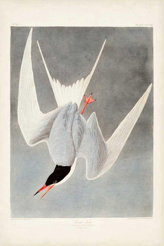 Pl 309 Great Tern Black Ornate Wood Framed Art Print with Double Matting by Audubon, John James