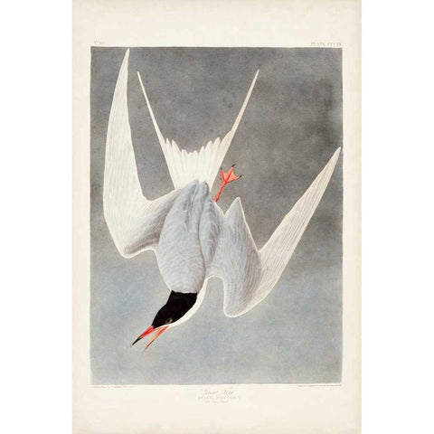 Pl 309 Great Tern Black Modern Wood Framed Art Print with Double Matting by Audubon, John James