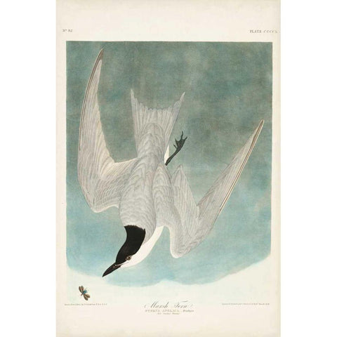 Pl 410 Marsh Tern Black Modern Wood Framed Art Print with Double Matting by Audubon, John James