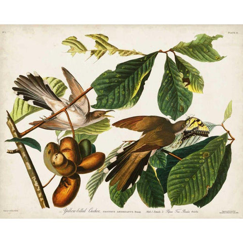 Pl 2 Yellow-billed Cuckoo Gold Ornate Wood Framed Art Print with Double Matting by Audubon, John James