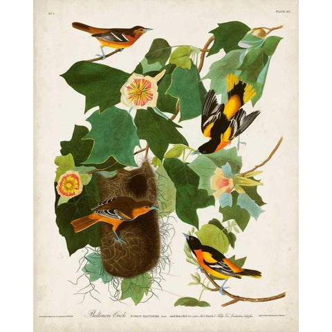 Pl 12 Baltimore Oriole Black Modern Wood Framed Art Print with Double Matting by Audubon, John James