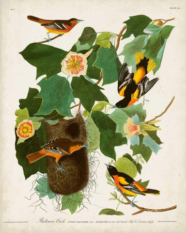 Pl 12 Baltimore Oriole Black Ornate Wood Framed Art Print with Double Matting by Audubon, John James