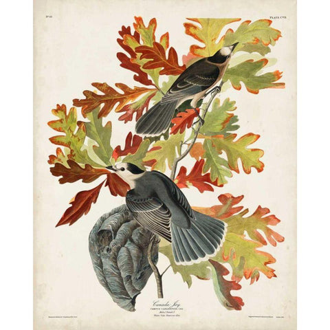 Pl 107 Canada Jay Gold Ornate Wood Framed Art Print with Double Matting by Audubon, John James