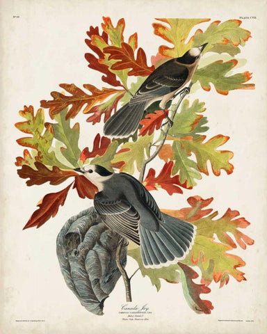 Pl 107 Canada Jay White Modern Wood Framed Art Print with Double Matting by Audubon, John James