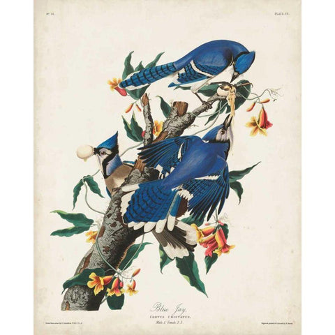 Pl 102 Blue Jay White Modern Wood Framed Art Print by Audubon, John James