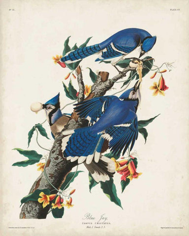 Pl 102 Blue Jay Black Ornate Wood Framed Art Print with Double Matting by Audubon, John James