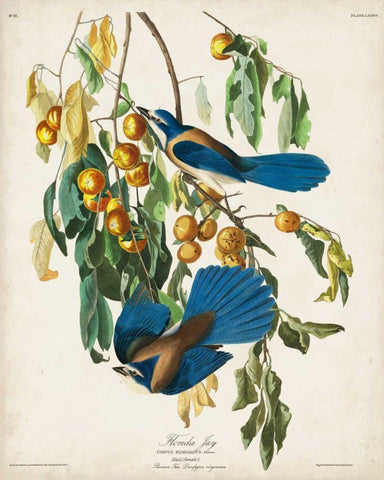 Pl 87 Floriday Jay White Modern Wood Framed Art Print with Double Matting by Audubon, John James