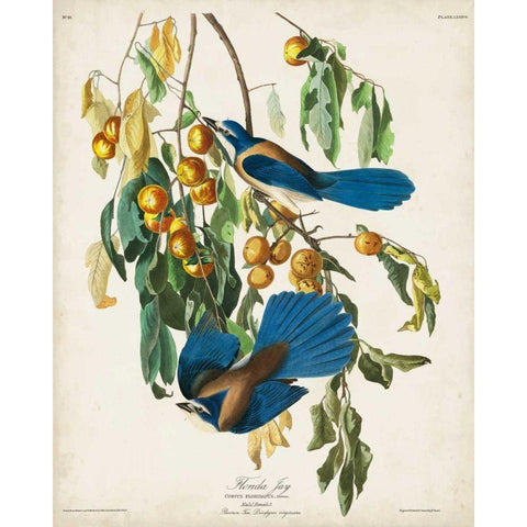 Pl 87 Floriday Jay Black Modern Wood Framed Art Print with Double Matting by Audubon, John James