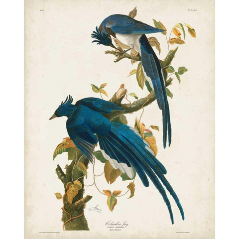 Pl 96 Columbia Jay Black Modern Wood Framed Art Print with Double Matting by Audubon, John James