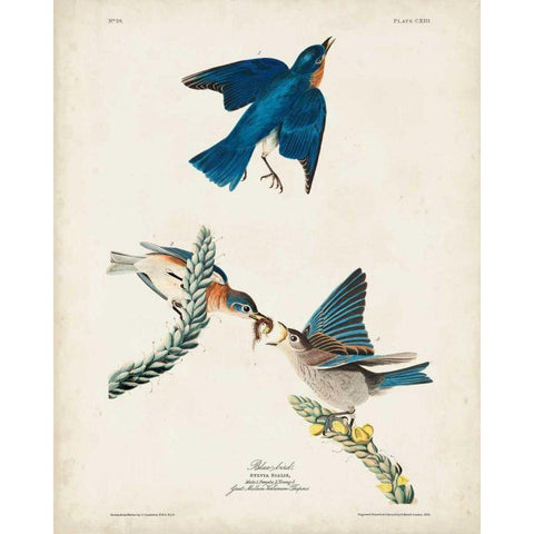 Pl 113 Blue Bird Gold Ornate Wood Framed Art Print with Double Matting by Audubon, John James