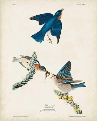 Pl 113 Blue Bird Black Ornate Wood Framed Art Print with Double Matting by Audubon, John James