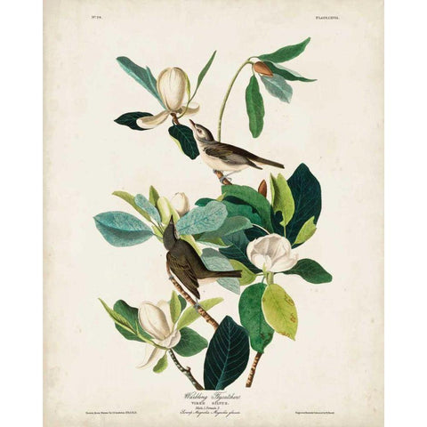 Pl 118 Warbling Flycatcher Gold Ornate Wood Framed Art Print with Double Matting by Audubon, John James