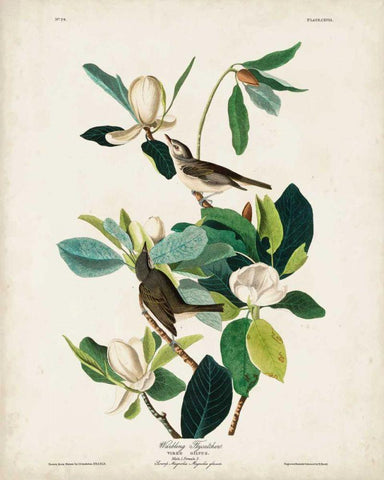 Pl 118 Warbling Flycatcher Black Ornate Wood Framed Art Print with Double Matting by Audubon, John James