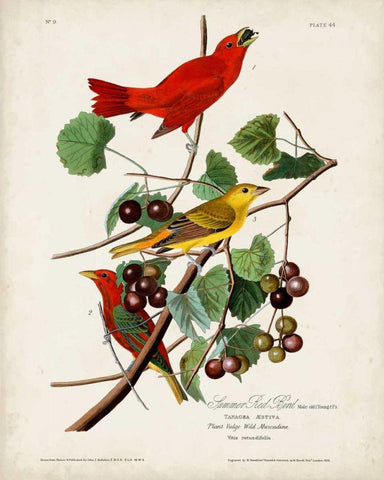 Pl 44 Summer Red Bird White Modern Wood Framed Art Print with Double Matting by Audubon, John James